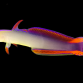 Nemateleotris decora 5-8 cm