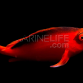 Neocirrhites armatus M