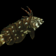 Novaculichthys taeniourus 3-5 cm