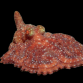 Octopus cyanea 10-20 cm