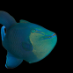 Odonus niger 18-25 cm