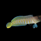 Opistognathus randalli 5-7cm