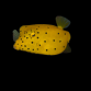 Ostracion cubicus 3-5 cm