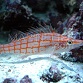 Oxycirrhites typus