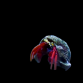 Paguristes cadenati 2-3cm Lot de 3