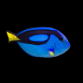 Paracanthurus hepatus 3-5 cm