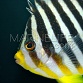 Paracentropyge multifasciata