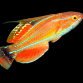 Paracheilinus carpenteri 4-5 cm