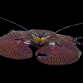 Petrolisthes spp. 3-5 cm