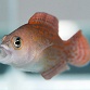 Pholidochromis sp.