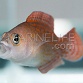 Pholidochromis sp.