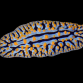 Phyllidia spp. 3-4 cm Color&eacute;