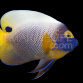 Pomacanthus xanthometopon Adulte 12-15 cm