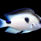 Pomacentrus vatosoa 5-7cm
