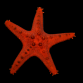 Protoreaster nodosus 10-15 cm Color&eacute;e