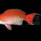 Pseudanthias cooperi M&acirc;le