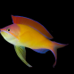 Pseudanthias dispar M&acirc;le 5-7 cm