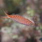 Pseudanthias lori M&acirc;le