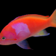Pseudanthias pleurotaenia M&acirc;le 7-10cm
