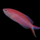 Pseudanthias smithvanizi Femelle 3-4cm