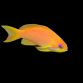 Pseudanthias squamipinnis Femelle 5-8 cm