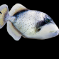 Pseudobalistes flavimarginatus 5-10 cm