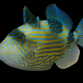 Pseudobalistes fuscus 15-20 cm