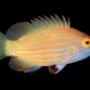 Pseudocheilinops ataenia M