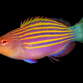 Pseudocheilinus hexataenia 3-5cm