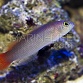 Pseudochromis coccinicauda Femelle