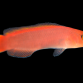 Pseudoplesiops sp. 3-5cm