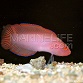 Pseudoplesiops typus