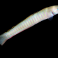 Ptereleotris zebra 5-8cm