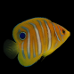 Pygoplites diacanthus Juv&eacute;nile 6-8 cm