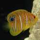 Pygoplites diacanthus Juv&eacute;nile