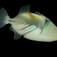Rhinecanthus aculeatus 4-5 cm