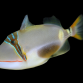 Rhinecanthus verrucosus 8-12 cm