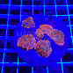 Rhodactis inchoata orange