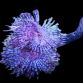 Sabellastarte spectabilis L