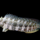 Salarias fasciatus 4-7 cm