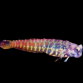 Salarias segmentatus 4-6cm