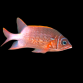 Sargocentron caudimaculatum 8-10 cm