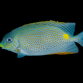 Siganus guttatus 5-8 cm
