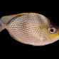 Siganus javus 5-8 cm