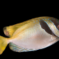 Siganus virgatus 12-15 cm