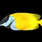 Siganus vulpinus 10-15 cm