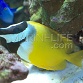 Siganus vulpinus