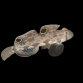 Signigobius biocellatus 4-5cm