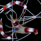 Stenopus hispidus 4-6 cm