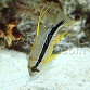 Symphorichthys spilurus Juv&eacute;nile